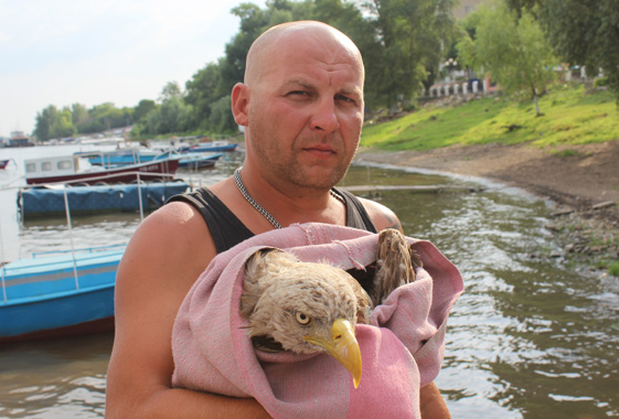 Житель Вольска обнаружил за Волгой раненого орлана