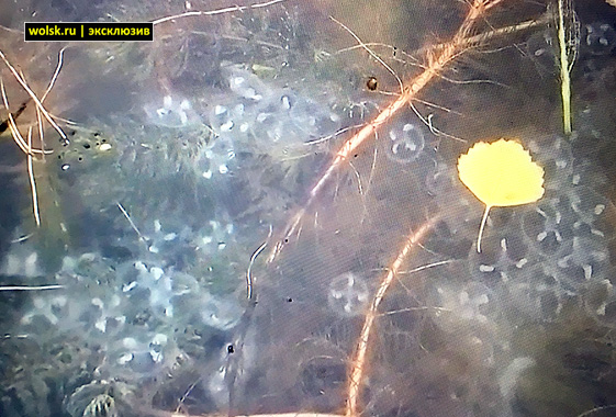 В Вольске рыбаки обнаружили в озере множество медуз