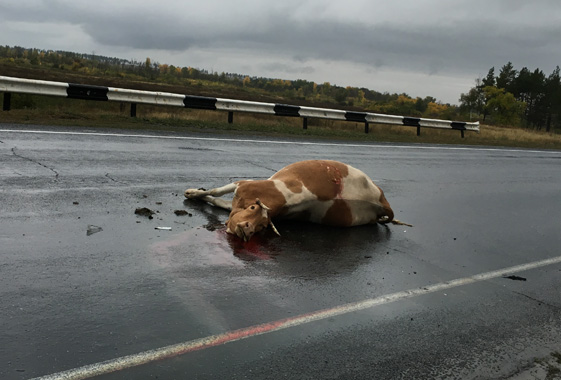На автодороге «Вольск - Саратов» иномарка врезалась в корову